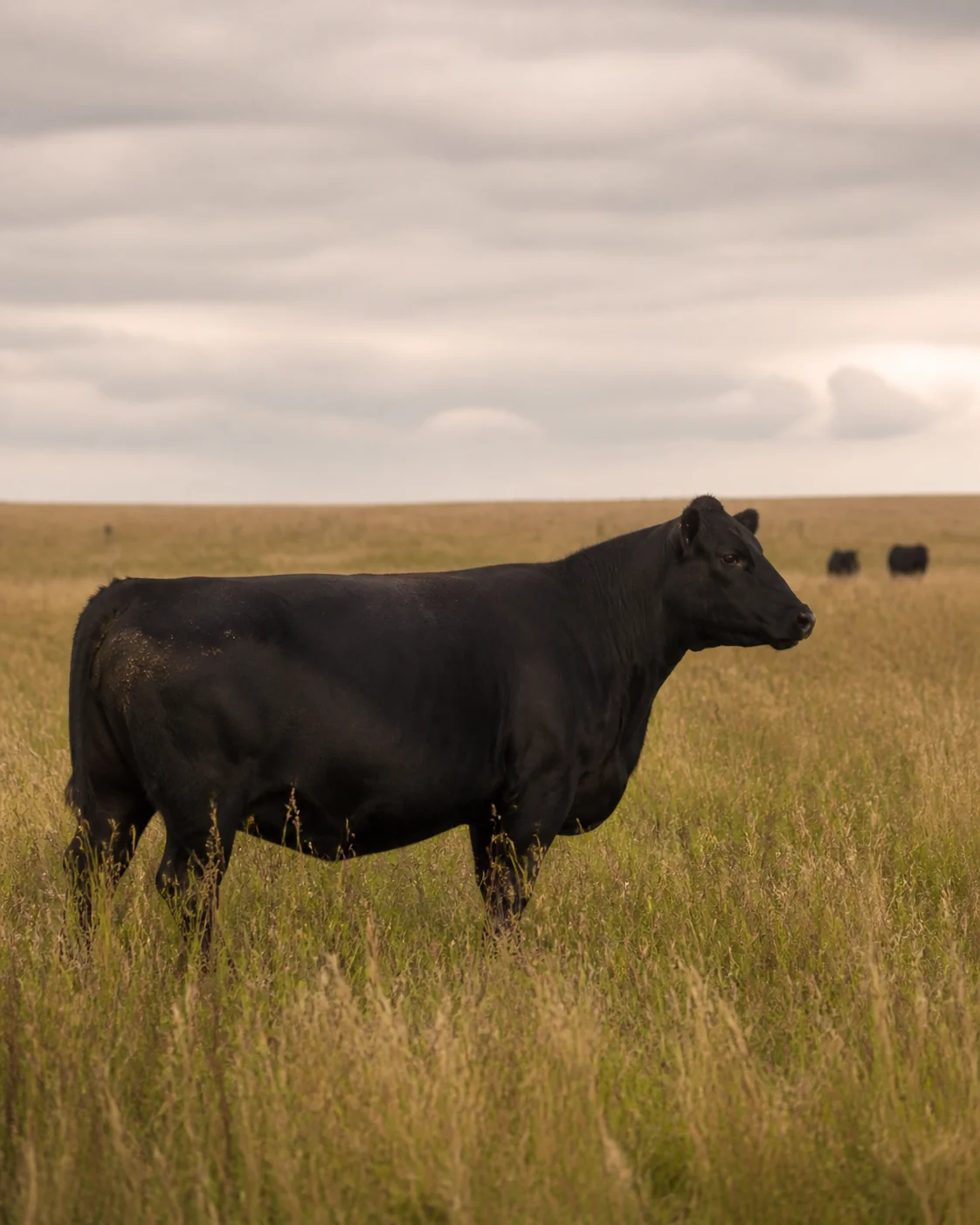 Black Angus cattle on Argentine Pampas grassland
